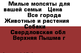 Милые мопсяты для вашей семьи › Цена ­ 20 000 - Все города Животные и растения » Собаки   . Свердловская обл.,Верхняя Пышма г.